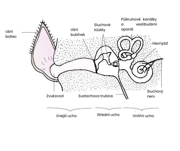 anatomie-ucha-panakei